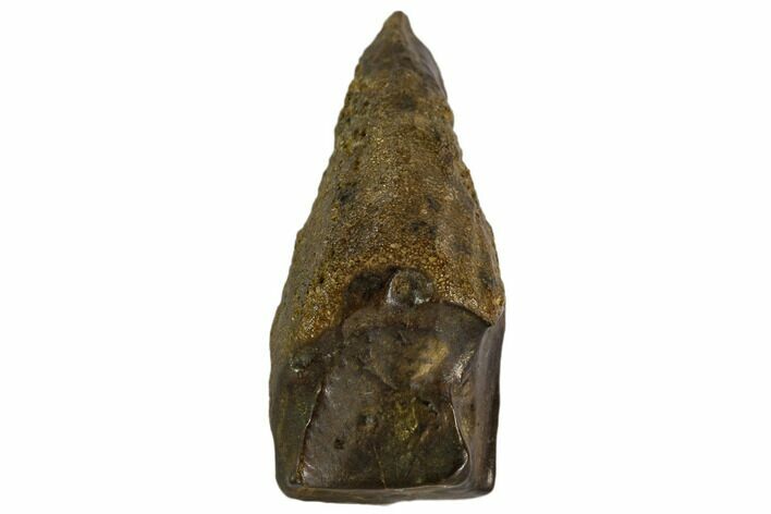 Triceratops Shed Tooth - Montana #109095